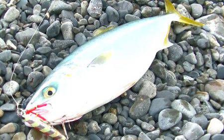 石津浜　２３日朝入れ食い　夕マヅメは微妙